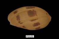 藏品(椰子渦螺)的圖片